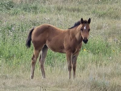 Bangles Bartender JW<BR>AQHA PENDING